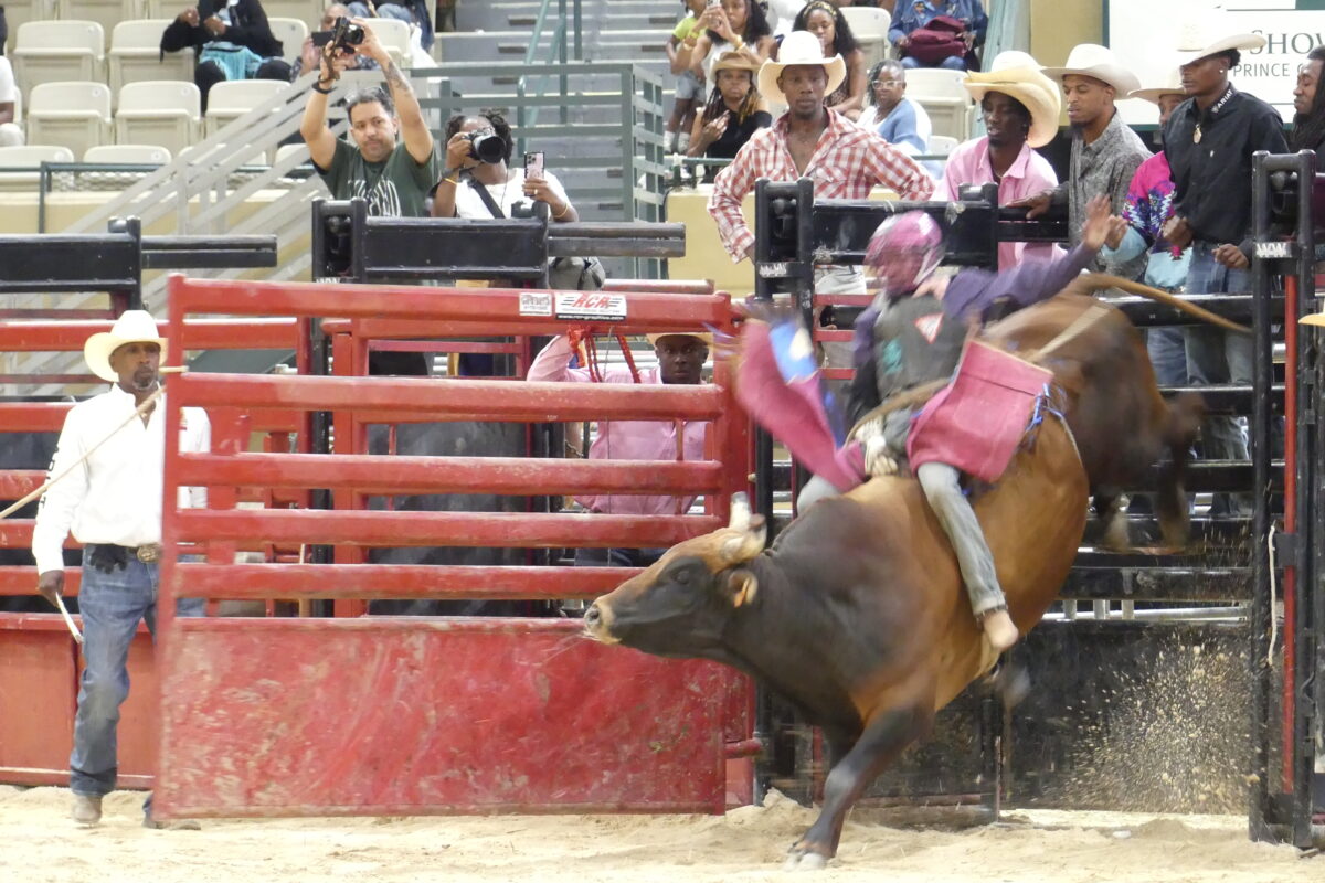 A bull rider holds on as a brown bull bursts out from the red bucking chute in front of cheering spectators.