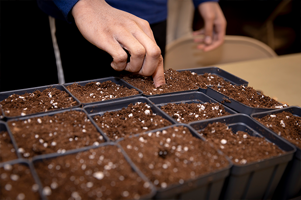 A person's hand pushing seeds into small pots of soil.