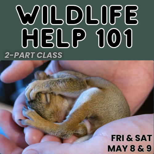 Two hands holding a baby squirrel