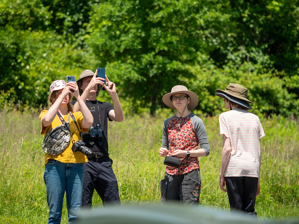Four birdwatchers in sun hats stand in a meadow, looking up and taking photos with their phones.