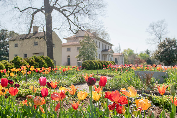 Tulips in a large flowerbed, with a two-story, historic, beige building in the background.
