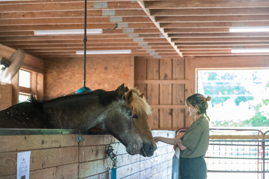 Farm Education: Horse Equipment